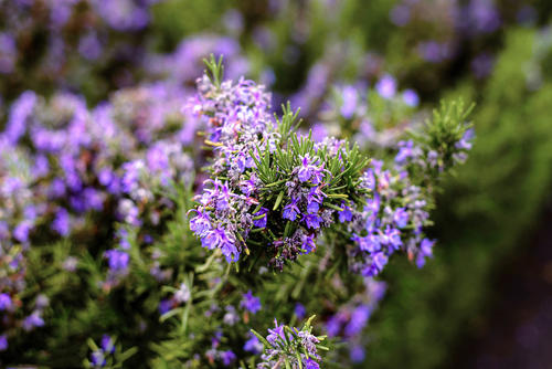 Rosemary Extract Rosemary Extract